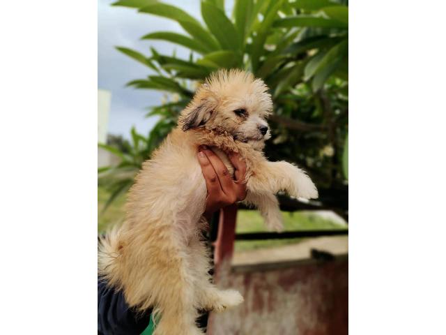 Lhasa Apso Puppy Available for Sale Ahmadnagar - 3/3