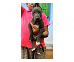 Great Dane Puppies for Sale in Ooty, Buy Online, Price