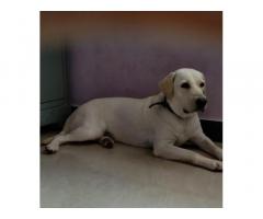 Labrador Adult Available Coimbatore