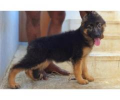 German Shepherd Long Coat Puppy Available Coimbatore