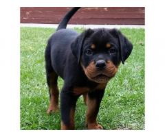 Rottweiler Puppy Available in Pune