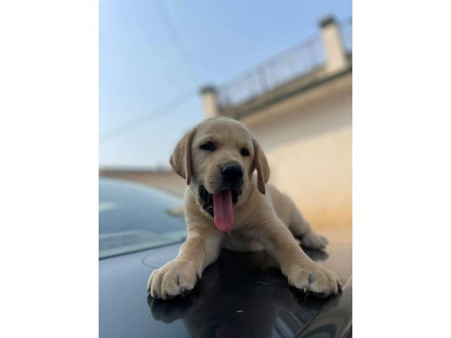 Lab Female for Sale - 1/2
