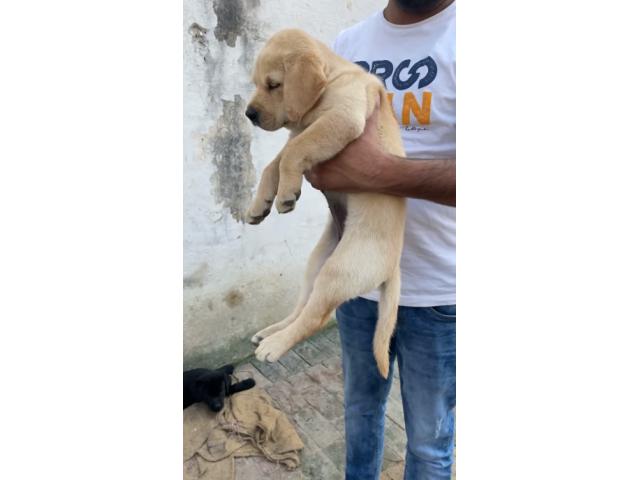 Lab Female for Sale - 2/2