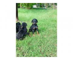 Top quality Doberman puppies available KUPPU’S kennel