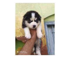 Husky Male available Top Quality