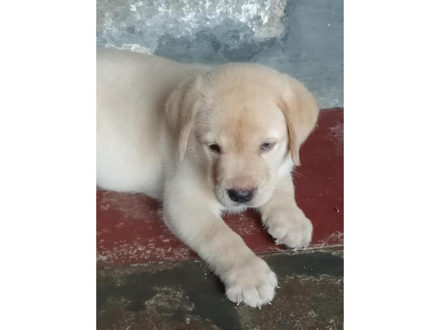 Labrador Price in Jind Haryana, For Sale, Buy Online - 1/3