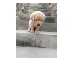 Labrador Price in Jind Haryana, For Sale, Buy Online