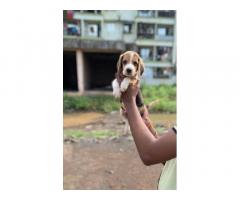 Beagle Male for Sale in Pune, Buy Online, Price