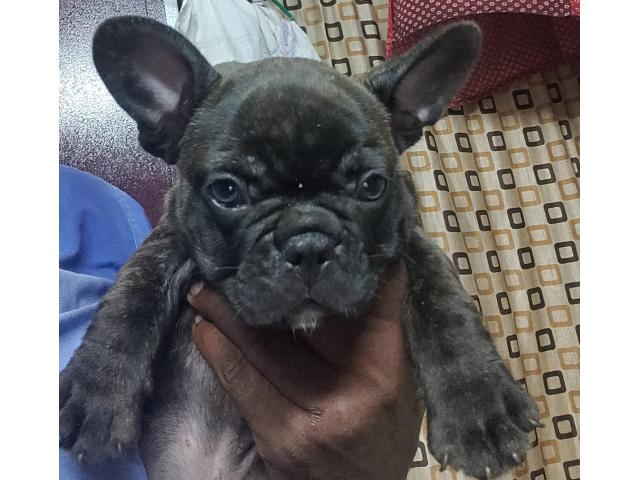 French Bulldog for Sale in Mumbai, Buy Online, Price