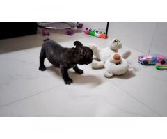 French Bulldog for Sale in Mumbai, Buy Online, Price