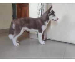 Husky Dog Puppies For Sale in Baramati, Buy Online, Price