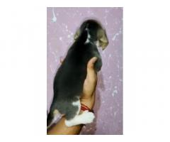 Beagle Puppies for Sale in Ambala, Buy Online, Price