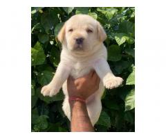 Buy Labrador Retriever Online, For Sale, Price, Jalandhar
