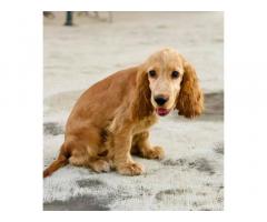 Cocker Spaniel Dog Puppies For Sale, Buy online, Ps Pets