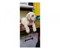 Labrador Price in Bhusaval, For Sale, Buy Online