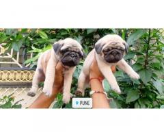 Pug Dog Puppies Price in Pune, For Sale, Buy Online