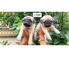 Pug Dog Puppies Price in Pune, For Sale, Buy Online