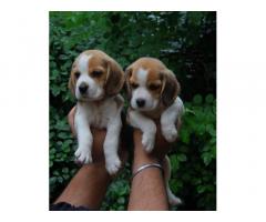 Beagle Dog Puppies for Sale, Buy Online, Price