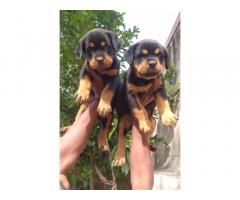 Super quality import line Rottweiler available for Sale in Pune