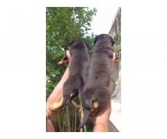 Super quality import line Rottweiler available for Sale in Pune