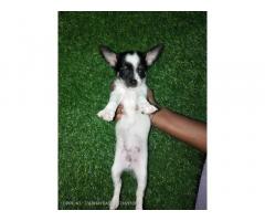 Chihuahua Male for Sale in Delhi, Buy Online, Price