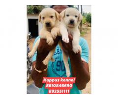 Top quality Labrador male puppies available without KCI