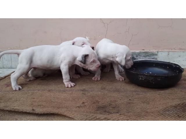 Pak Bully Puppies For Sale in Karnal, Buy Online, Price - 1/1