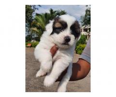 Lhasa Apso Puppy for Sale in Narayangaon, Buy Online, Price