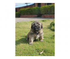 Lhasa Apso Puppy for Sale in Narayangaon, Buy Online, Price - 3