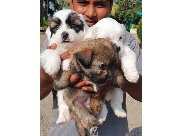 Lhasa Apso Puppy for Sale in Narayangaon, Buy Online, Price - 4/4