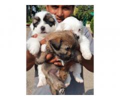 Lhasa Apso Puppy for Sale in Narayangaon, Buy Online, Price