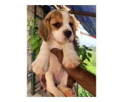 Begale female puppy available in mumbai for Sale
