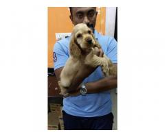 Cocker Spaniel Puppies Price in Thane, For Sale, Buy Online