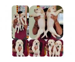 Labrador Puppies for Sale in Coimbatore, Buy Online, Price