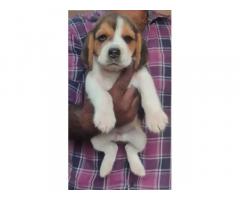Beagle Puppies for Sale in Madurai, Buy Online, Price