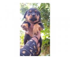 Quality Rottweiler puppy for sale Mumbai, Buy Online, Price