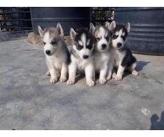 Siberian Husky quality Dog for Sale in Pune, Buy Online, Price