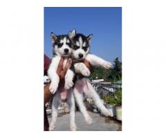 Siberian Husky quality Dog for Sale in Pune, Buy Online, Price