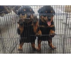 Rottweiler Puppies for Sale in Pune, Buy Online, Price