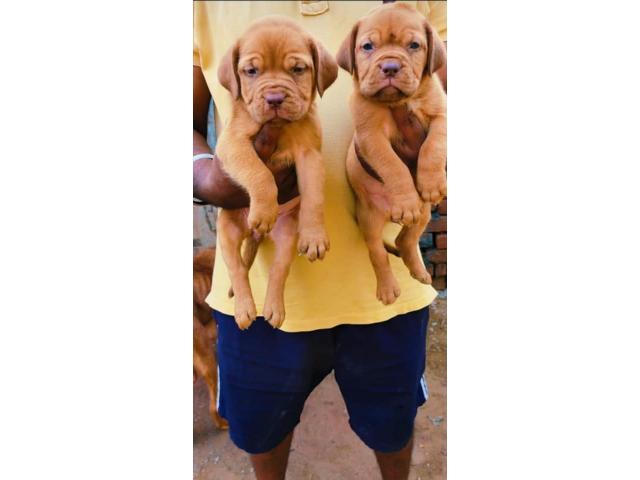 French Mastiff for Sale in Panipat, Buy Online, Price - 1/2