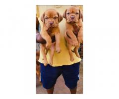 French Mastiff for Sale in Panipat, Buy Online, Price - 1