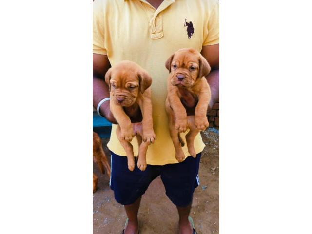 French Mastiff for Sale in Panipat, Buy Online, Price - 2/2