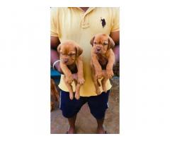 French Mastiff for Sale in Panipat, Buy Online, Price
