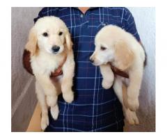 Golden Retriever Dog For Sale in Pune, Buy Online, Price