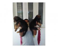Long coat GSD male puppy available for sale in Ahmadnagar