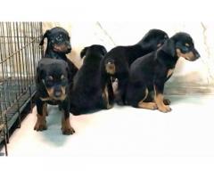 Doberman Puppies for Sale in Pune, Buy Online, Price