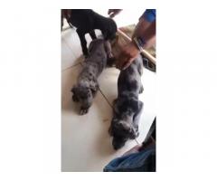 Great Dane Puppies for Sale in Chennai, Buy Online, Price
