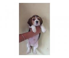 Beagle Puppies for Sale in Patiala, Buy Online, Price