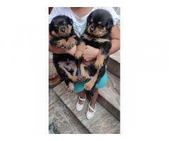 Rottweiler Puppy for Sale in Hapur, Buy Online, Price