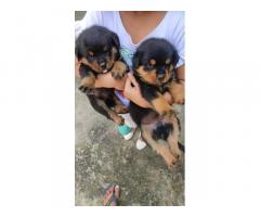 Rottweiler Puppy for Sale in Hapur, Buy Online, Price